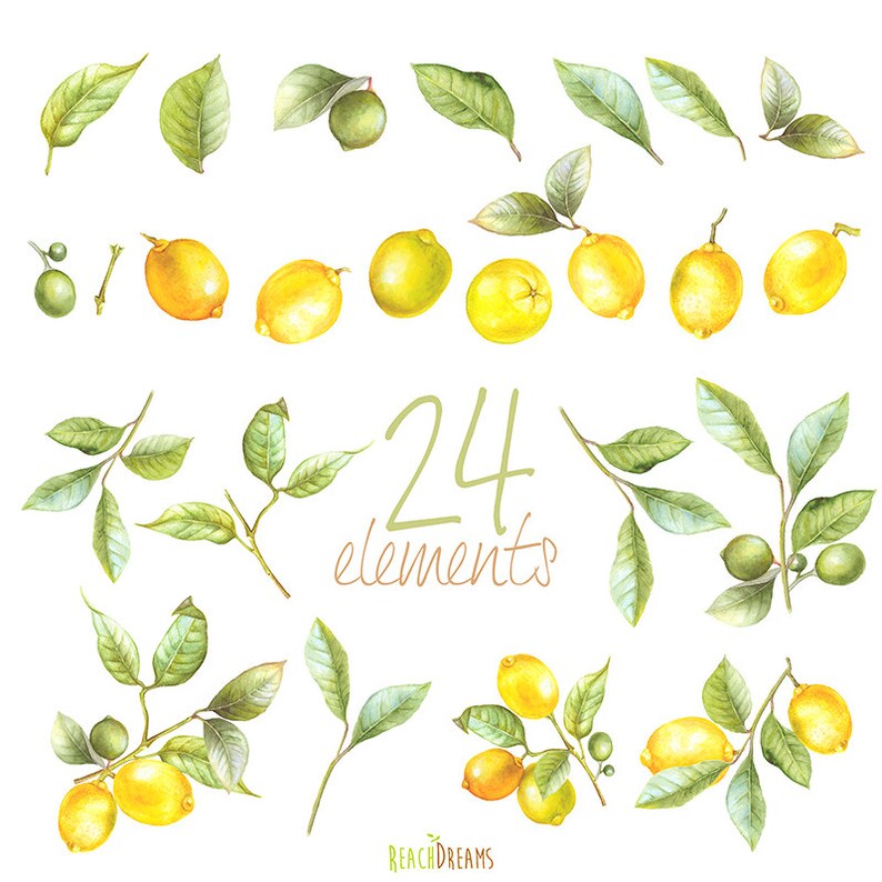 May include: Watercolor illustration of 24 lemon and lime elements, including fruit, leaves, and branches. The illustration is on a white background and includes the text "24 elements".