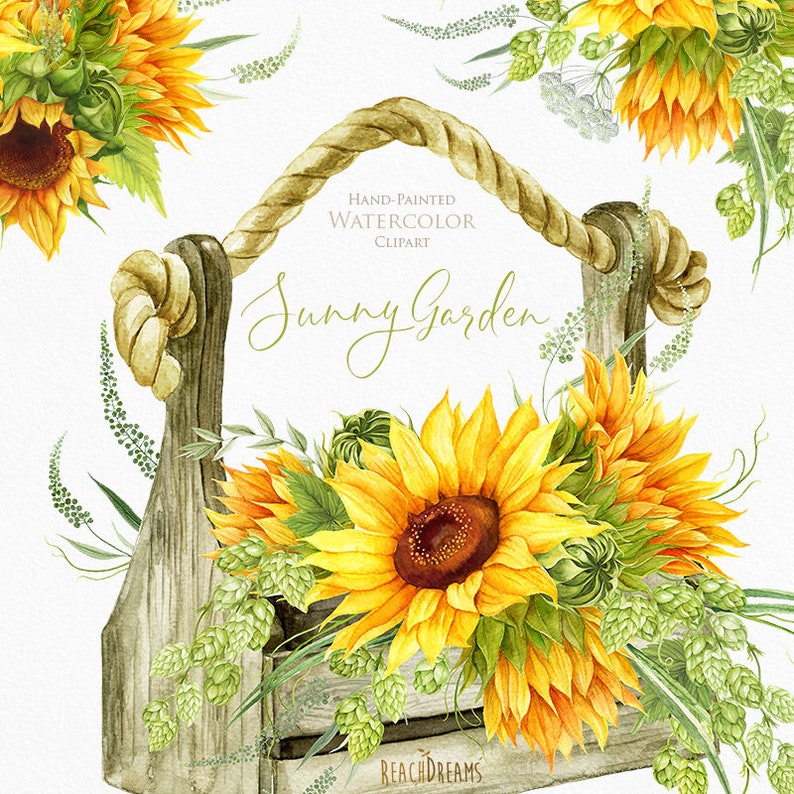 Sunflowers Watercolor Flower clipart, Hand painted, DIY Clip Art, Summer Herb, Bohemian Boho, floral invitation, greeting card, PNG files image 1