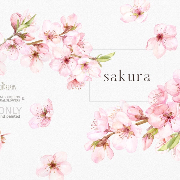 Aquarell Kirschblüten Clipart, Sakura Clipart, Blumenzweige, Frühlingsblumen rosa frische Sträuße, vorgefertigte Clipart, japanische Sakura png