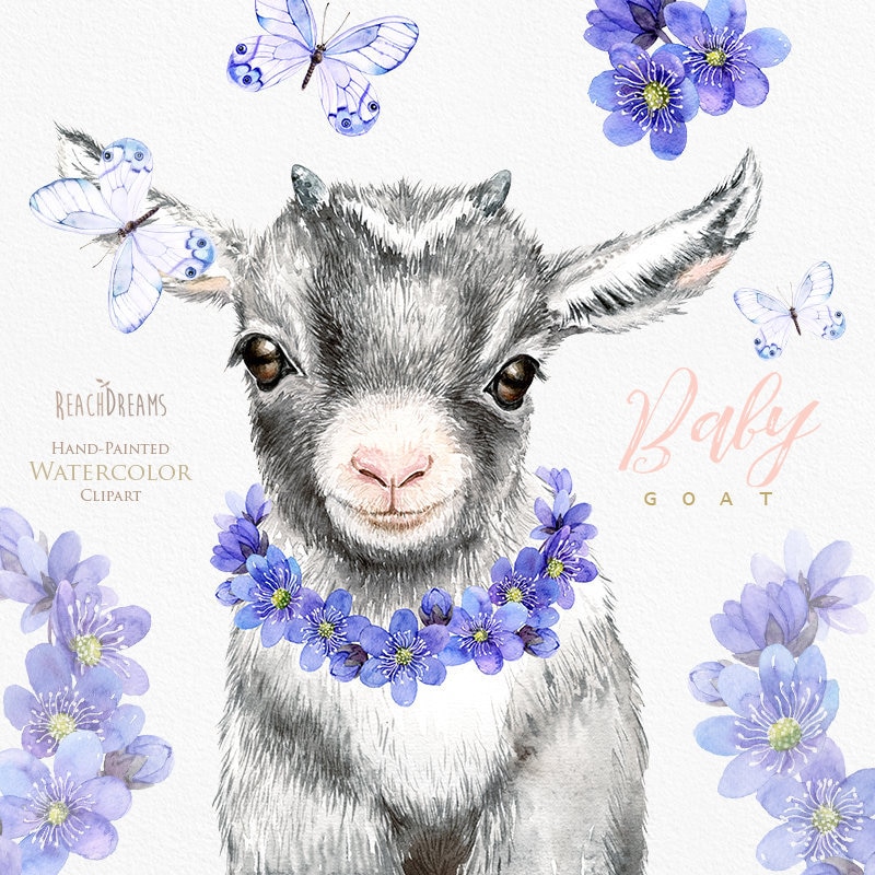 Baby Goat Drawing
