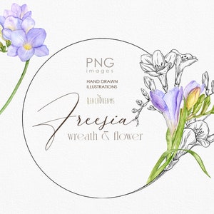 May include: Watercolor and line art illustration of a bouquet of purple and white freesia flowers. The illustration is labeled "PNG images, hand drawn illustrations, ReachDreams, Freesia wreath & flower".