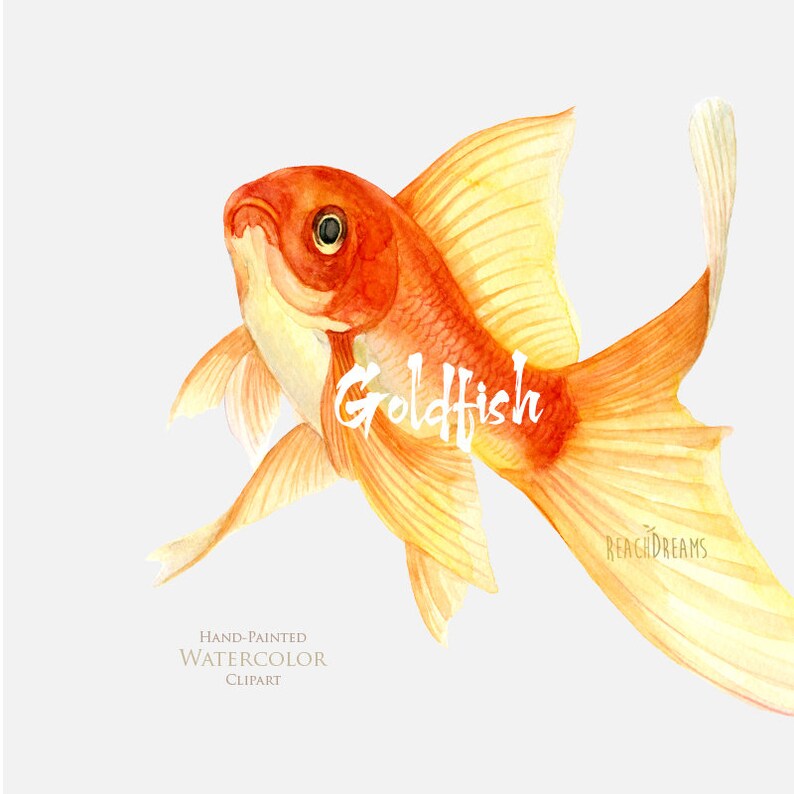 May include: Hand-painted watercolor clipart of a goldfish with orange and yellow scales. The goldfish is swimming with its tail and fins spread out. The text "Goldfish" is written in white on the image.