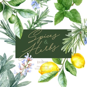 Ervas em aquarela, clipart de alecrim, clipart de sálvia, clipart de hortelã, clipart de limão, clipart de limão, comida, culinária, cozinha, plantas, estampas, png