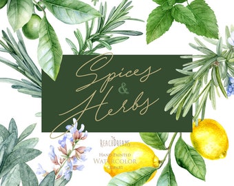 Watercolor herbs, Rosemary clipart, Salvia clipart, Mint clipart, lime clipart, lemon clipart, Food, cooking, kitchen, plants, prints, png