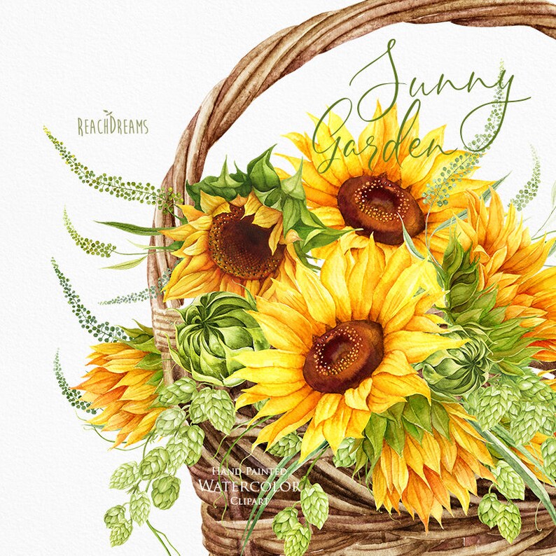 Sunflowers Watercolor Flower clipart, Hand painted, DIY Clip Art, Summer Herb, Bohemian Boho, floral invitation, greeting card, PNG files image 4