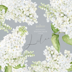 Weiße Flieder-Clipart, Aquarellblumen, Frühlingsblumen, Blumenzweige, Blumenknospen, Aquarell-Sofort-Download, druckbares Scrapbook-Png
