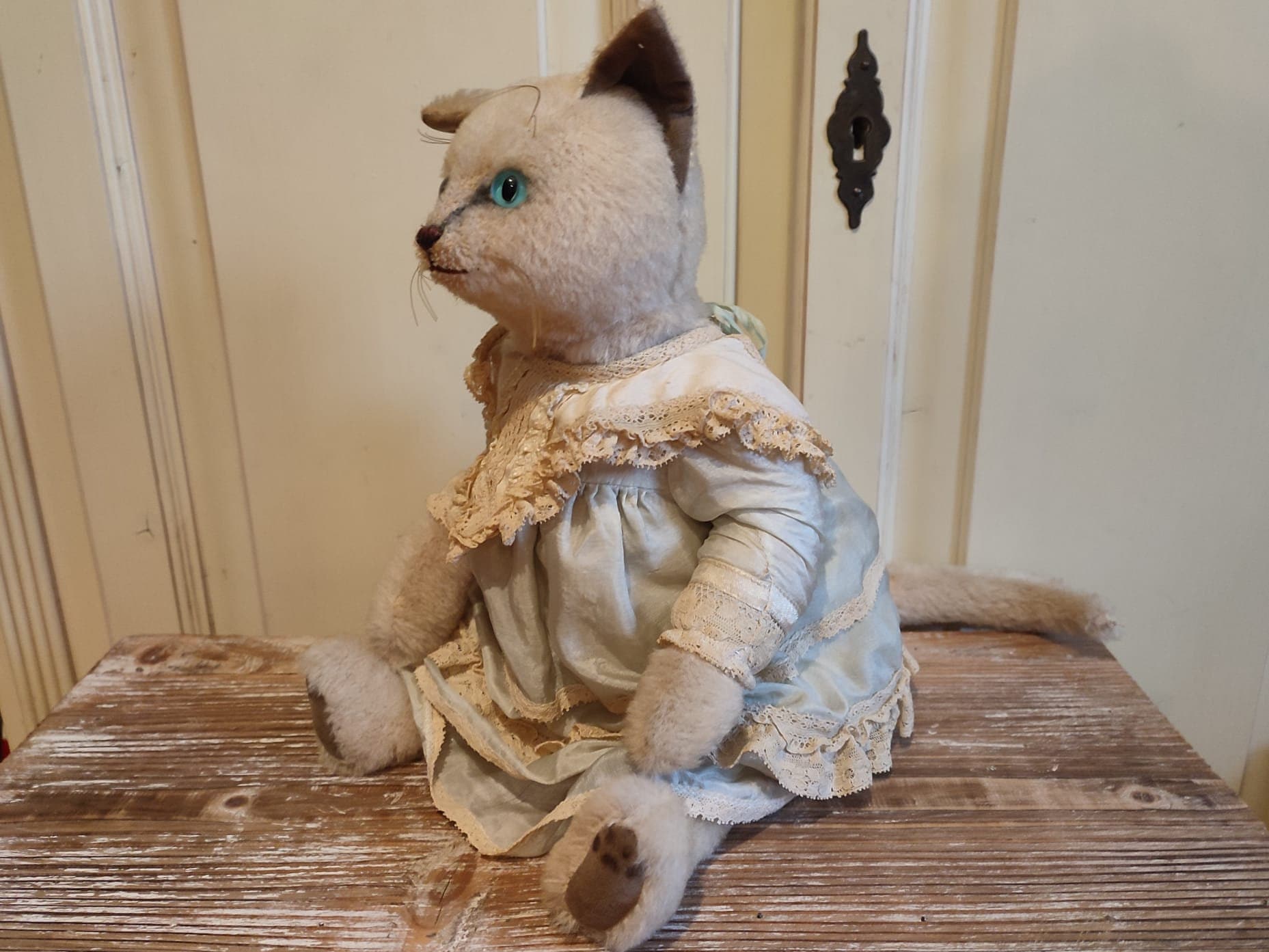 海外作家　ベルギー Lily Bear siam kitten 海外作家 ベルギー Lily Bear siam kitten Siamese Cats by Stark