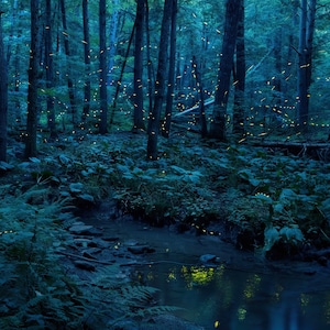Forest Reflections Forest of Fireflies, Lightning bugs, firefly, Faeries, fairy, Fairies, magical, summer image 1
