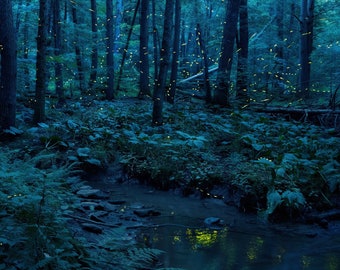 Forest Reflections | Forest of Fireflies, Lightning bugs, firefly, Faeries, fairy, Fairies, magical, summer