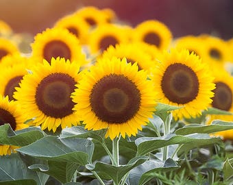 Summer Sunflower Sunset, Sunflower decor, Sunflower canvas, Sunflower Art, Sunflower poster, Sunflower photograph, sunflower picture