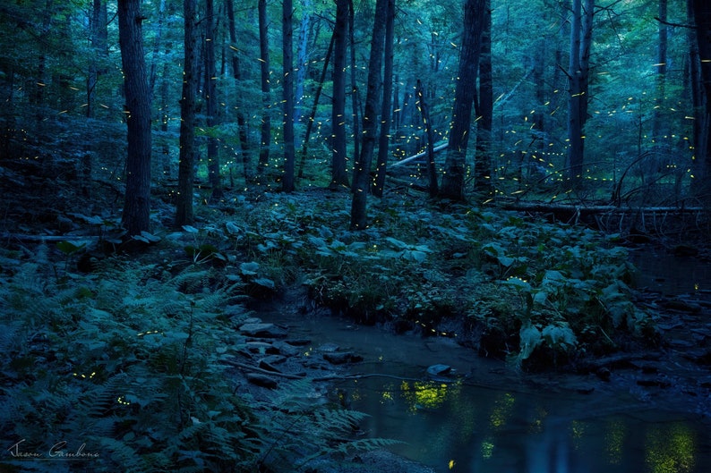 Forest Reflections Forest of Fireflies, Lightning bugs, firefly, Faeries, fairy, Fairies, magical, summer image 1