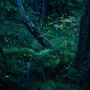 The Moonlit Adventures | Forest of Fireflies, Lightning bugs, firefly, Faeries, fairy, Fairies, magical, summer