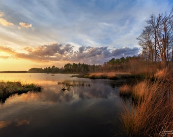 New Jersey Pine Barrens Sunset Glow | Pineland print, State Forest print, cranberry bog, Brendan T Byrne State Forest