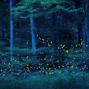 Fireflies, Lightning bugs, fairy lights, Forest, Summer Night, trees, yellow, green, magical, night, Ready, Set, Glow!