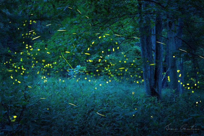 Forest Illumination Forest of Fireflies, Lightning Bugs, Firefly