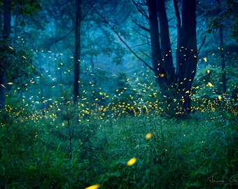 Hidden Citizens | Forest of Fireflies, Lightning bugs, firefly