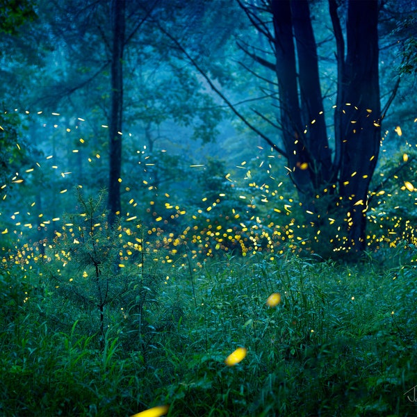 Firefly Photography Prints, Summer night forest lightning bugs, paper metal canvas wall art