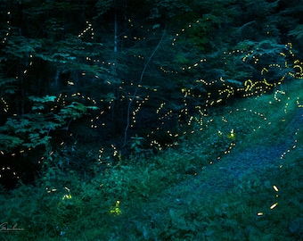 Firefly Country Trail | Forest of Fireflies, Lightning bugs, firefly, Faeries, fairy, Fairies, magical, Country Trail