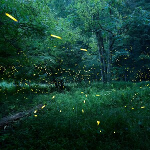 Firefly Photography Prints, Summer night forest lightning bugs, paper metal canvas wall art