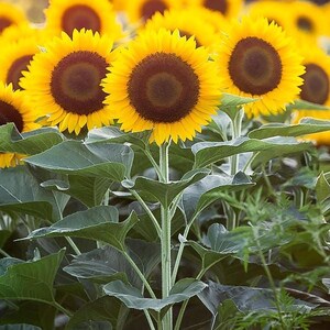 Sunflower Wall Art - Bright Summer Sunset Field Scene