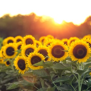 Summer Sunflower Sunset, Sunflower decor, Sunflower canvas, Sunflower Art, Sunflower poster, Sunflower photograph, sunflower picture
