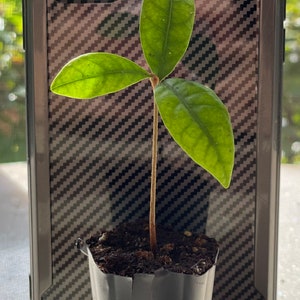 Miracle Fruit Plant Synsepalum dulcificum Seedlings image 3