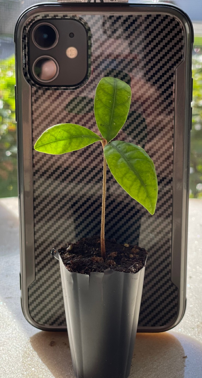 Miracle Fruit Plant Synsepalum dulcificum Seedlings image 3