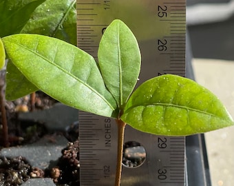 Miracle Fruit Plant (Synsepalum dulcificum) Seedlings