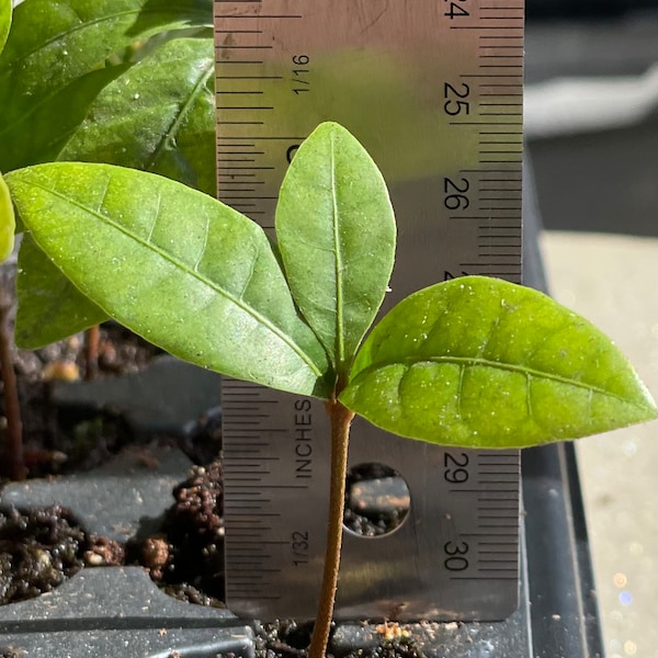 Miracle Fruit Plant (Synsepalum dulcificum) Seedlings