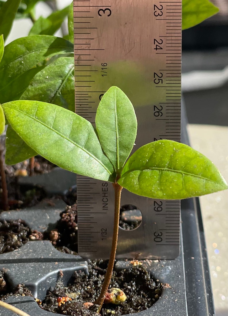 Miracle Fruit Plant Synsepalum dulcificum Seedlings image 1