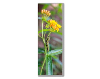Monarch Caterpillar on Milkweed  Bookmark – Monarch Caterpillar – Butterfly Bookmark - Monarch Gift Support the pollinator gift - Milkweed
