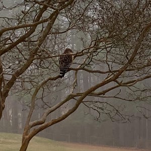 May include: A hawk perched on a bare tree branch. The bird has brown and white speckled feathers. The background is a foggy, muted green and brown landscape. The image is taken in natural light.