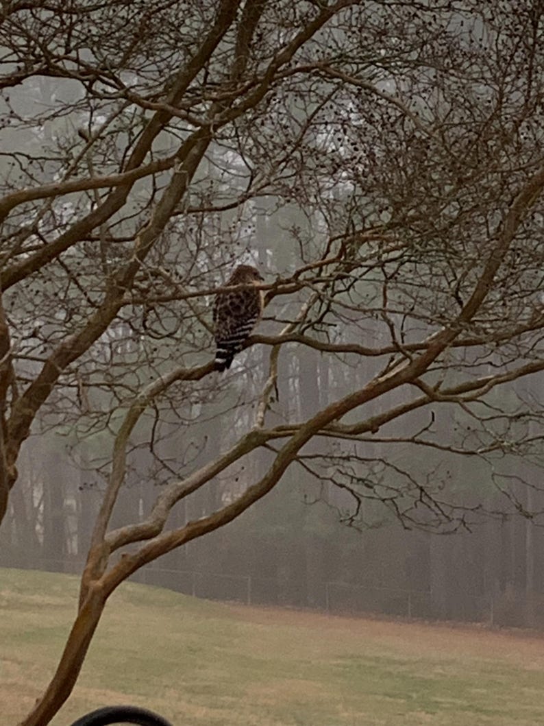 May include: A hawk perched on a bare tree branch. The bird has brown and white speckled feathers. The background is a foggy, muted green and brown landscape. The image is taken in natural light.