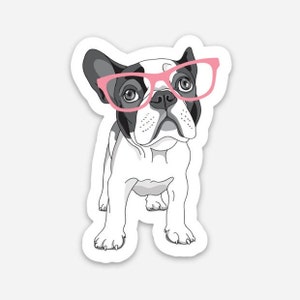 May include: A black and white French bulldog wearing pink glasses. The dog is looking to the right of the image.