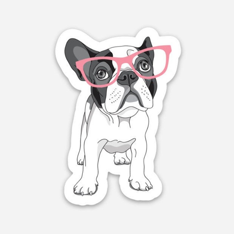 May include: A black and white French bulldog wearing pink glasses. The dog is looking to the right of the image.