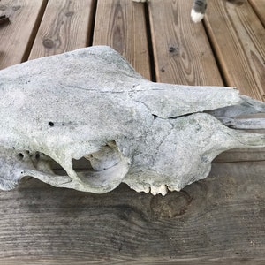 Cow Skull.