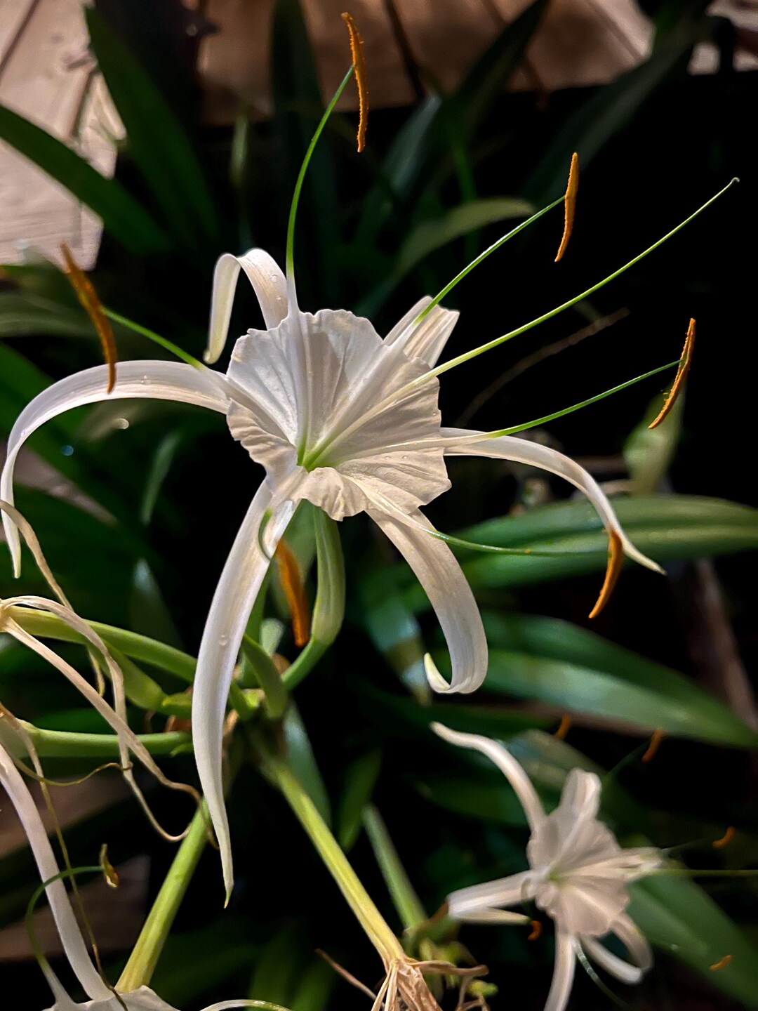 HYMENOCALLIS - Spider Lilly - Etsy