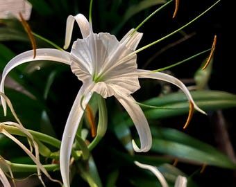 HYMENOCALLIS - Spider Lilly - Etsy