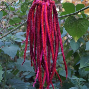 Elf game, dread, "Wild Berry", felt, hair accessories, hairpiece, dreadlocks, Waldorf, hippie