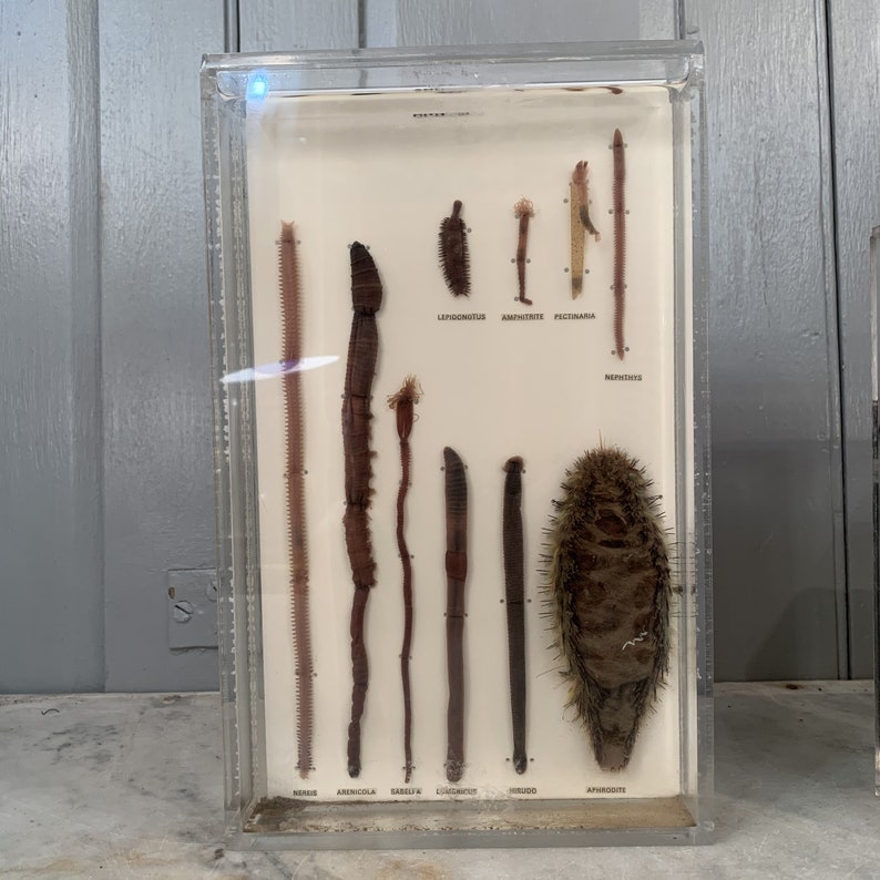 Antique Taxidermy Collection of Wet Specimens Collection Etsy UK