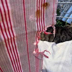 May include: Close-up of a torn, red and white striped fabric, possibly a shirt or curtain. The fabric has brown stains and is frayed at the edges. A cat is partially visible behind the fabric.
