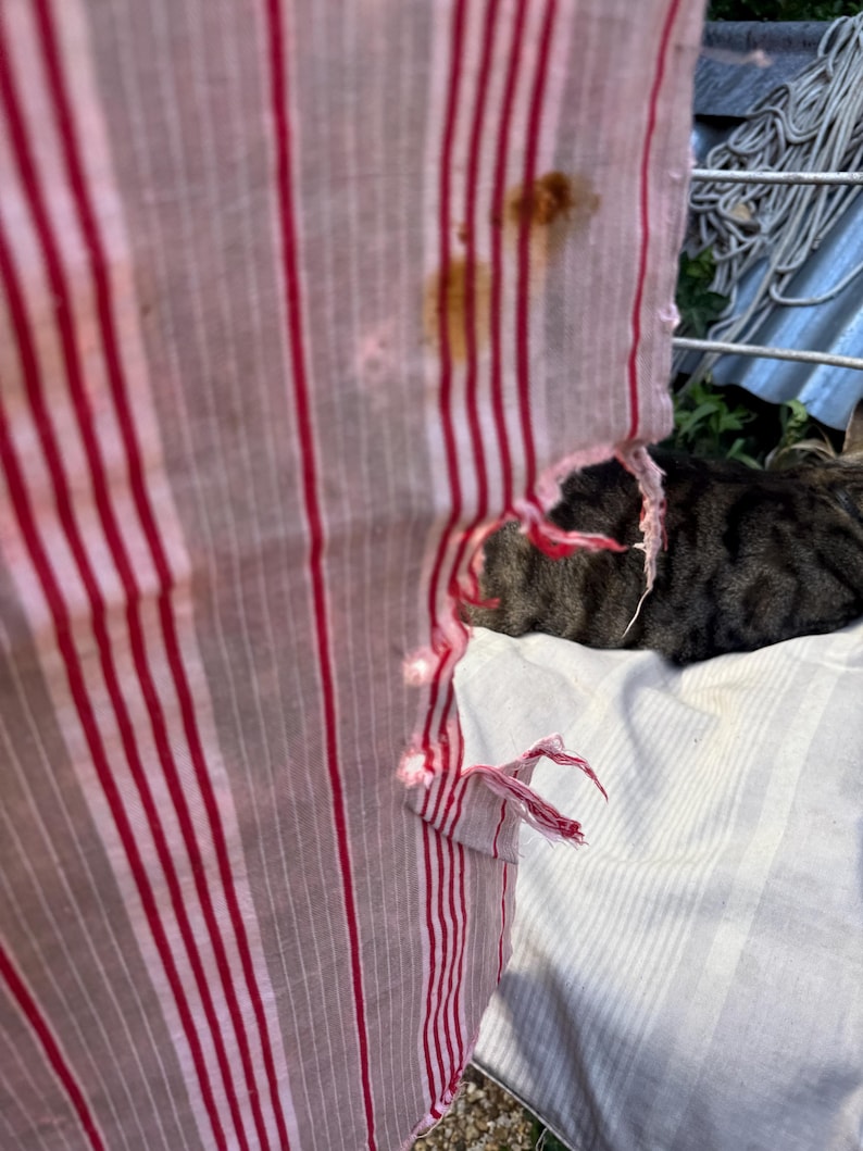 May include: Close-up of a torn, red and white striped fabric, possibly a shirt or curtain. The fabric has brown stains and is frayed at the edges. A cat is partially visible behind the fabric.