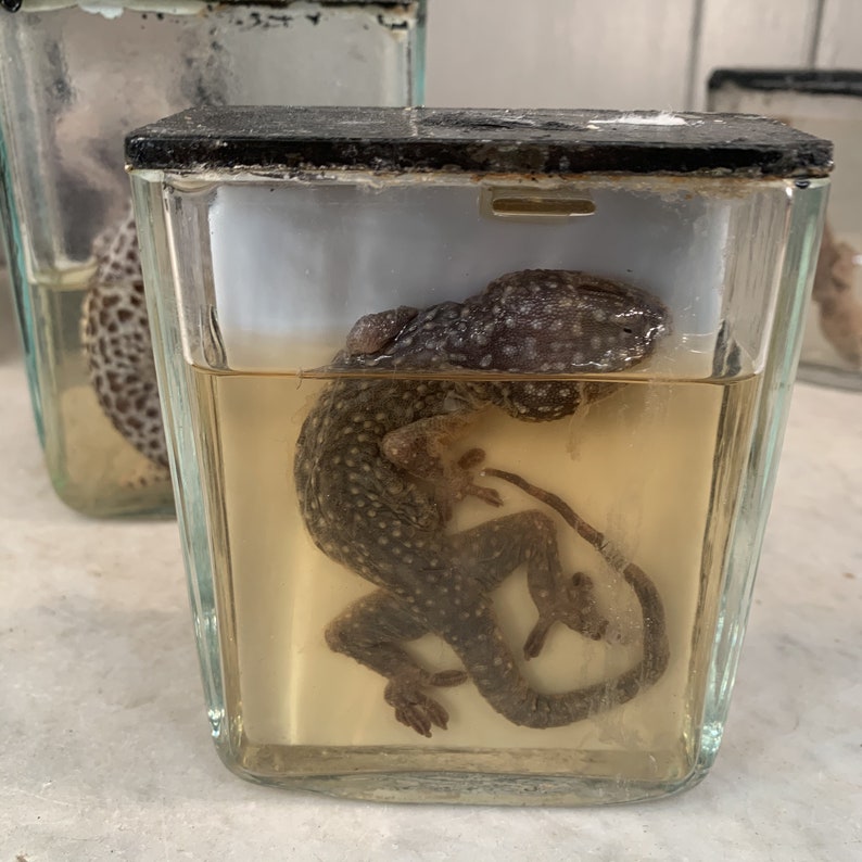 Antique Taxidermy Collection of Wet Specimens Collection Etsy UK