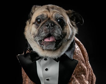 Golden beige sequins dog tuxedo with black bow tie and black lapels  Dog wedding attire Formal dog suit French bulldog suit Pug dog suit