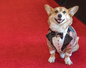 Bespoke dog tuxedo in beige sequins with black bow tie and black lapels Dog wedding attire Formal dog suit Corgi bespoke tuxedo Custom suit