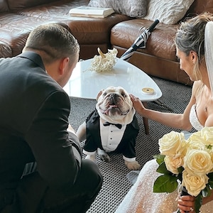 English bulldog tuxedo with black bow tie Custom dog wedding costume Formal dog suit English bulldog bespoke tuxedo Birthday dog suit