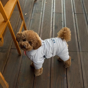May include: A brown and white poodle wearing a white hooded jacket with a zipper. The dog is standing on a wooden floor.