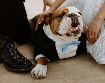 Black satin dog tuxedo with sky blue bow tie Dog wedding attire Formal dog suit English bulldog bespoke tuxedo Birthday dog suit Custom tux