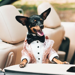 Golden beige sequins dog tuxedo with black bow tie Dog wedding attire Formal dog suit Birthday dog Custom made dog tux image 7