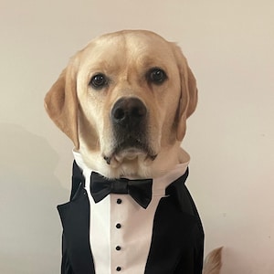 Labrador outfits cheap